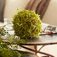 Moss Orb