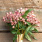 Blush Berry Bundle