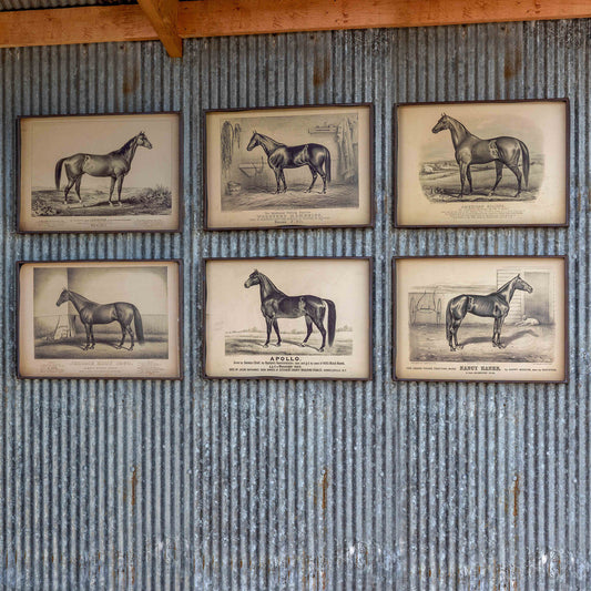 Prized Race Horse Framed Prints