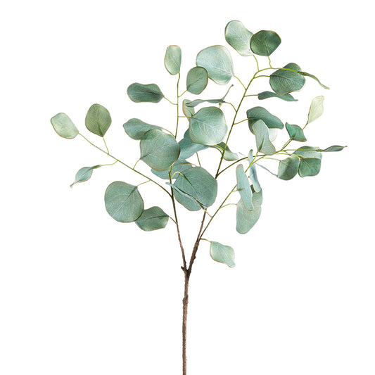 Eucalyptus Spray