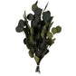 Dried Eucalyptus Bundle