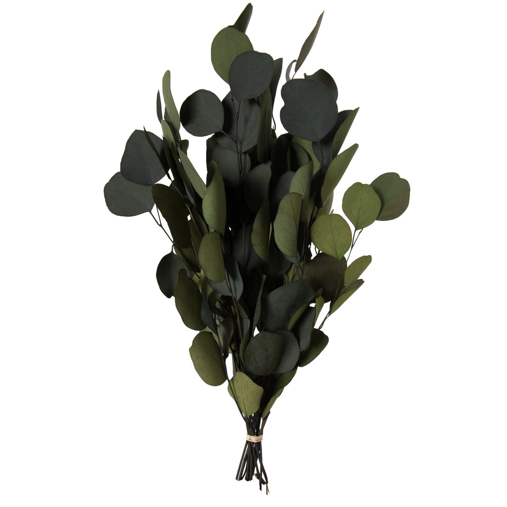 Dried Eucalyptus Bundle
