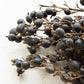 Bundled Dried Black Berry Stems