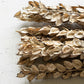 Bundle of Cotton Petal Stems