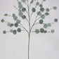 Eucalyptus Stem