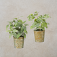 Potted Greenery
