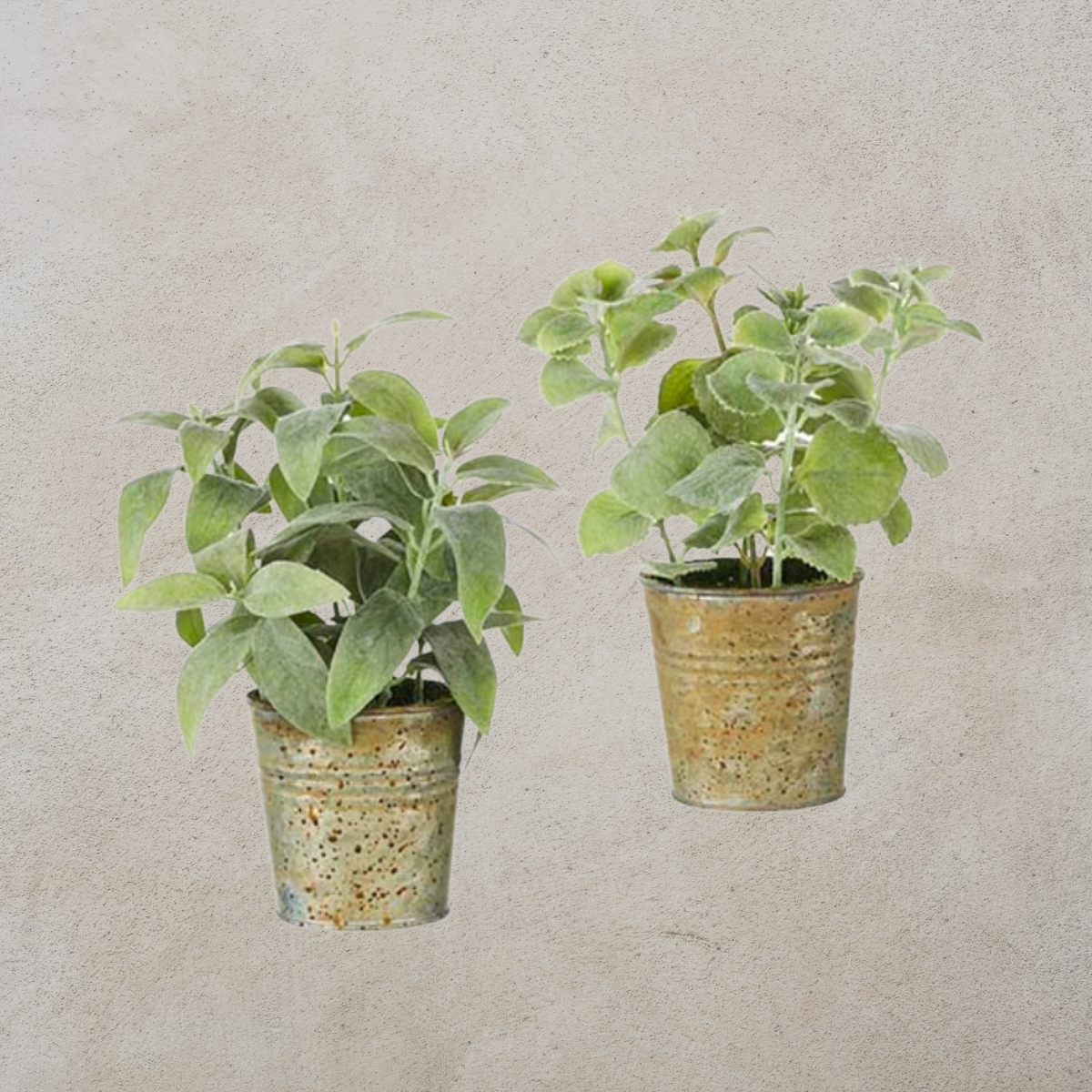Potted Greenery