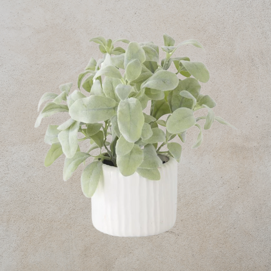 Potted Lambs Ear