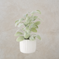 Potted Lambs Ear