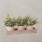 Potted Eucalyptus Plants on Tray