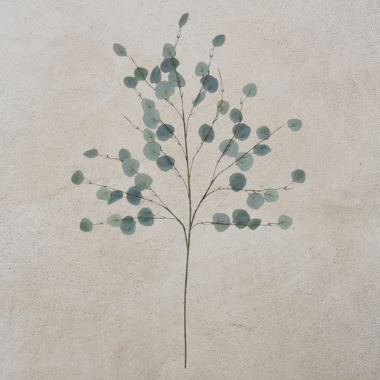 Eucalyptus Stem
