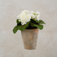 White Violet in Distressed Clay Pot