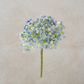 Blue Baby's Breath
