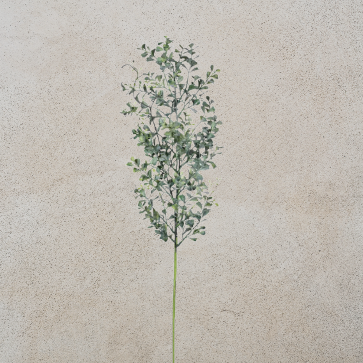 Blue Boxwood Spray