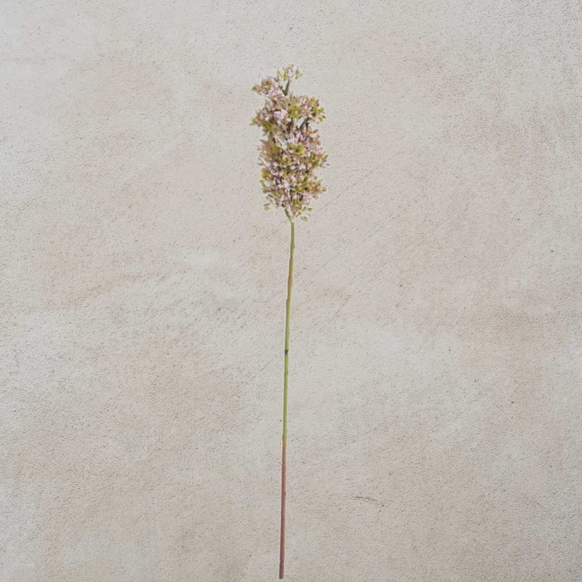Purple Budded Lilac Stem