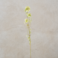 Mini Allium Stem