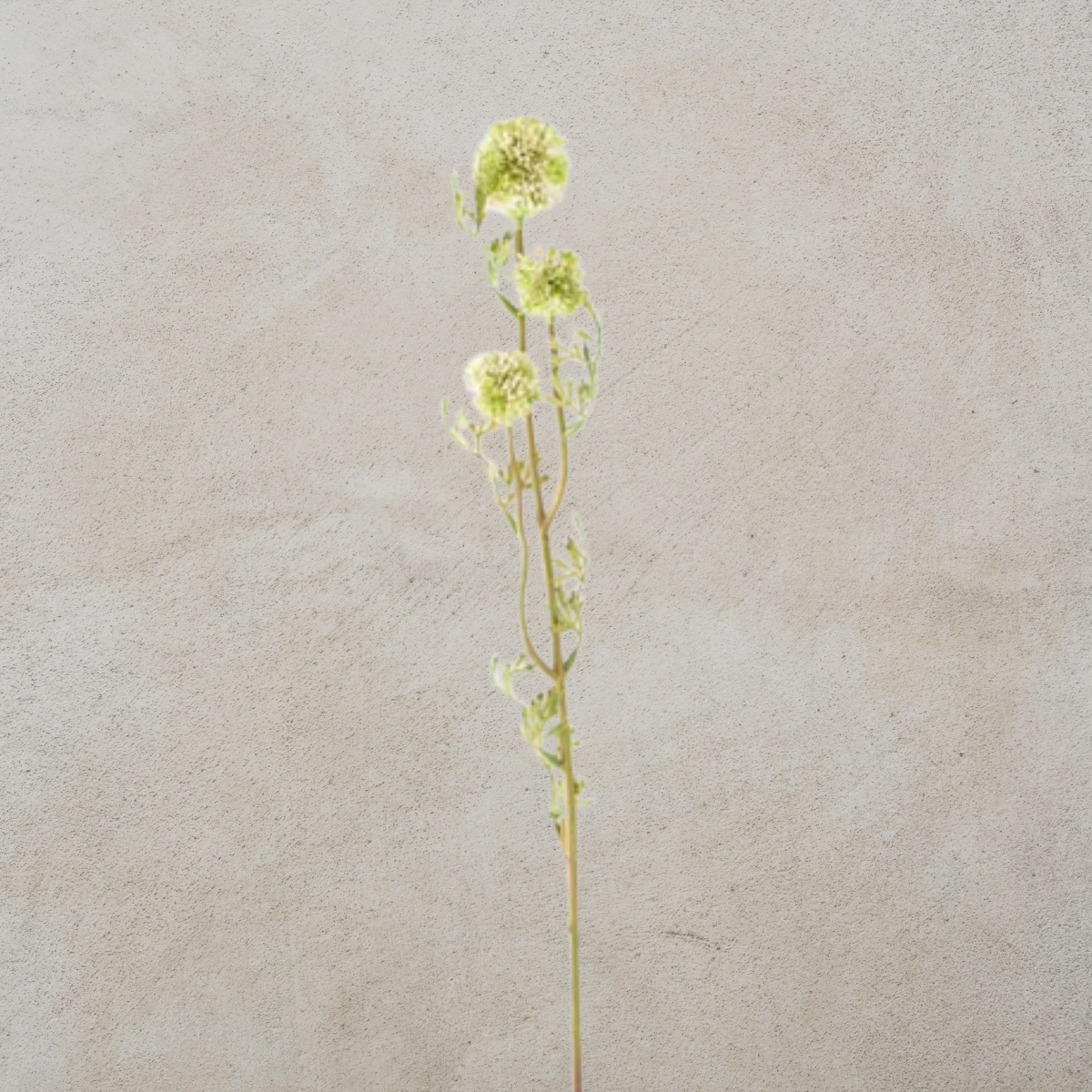 Mini Allium Stem