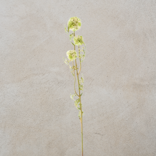 Mini Allium Stem