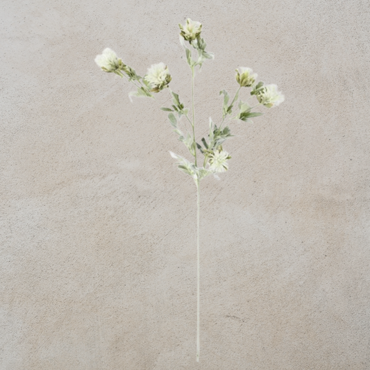 White Thistle with Green Stem