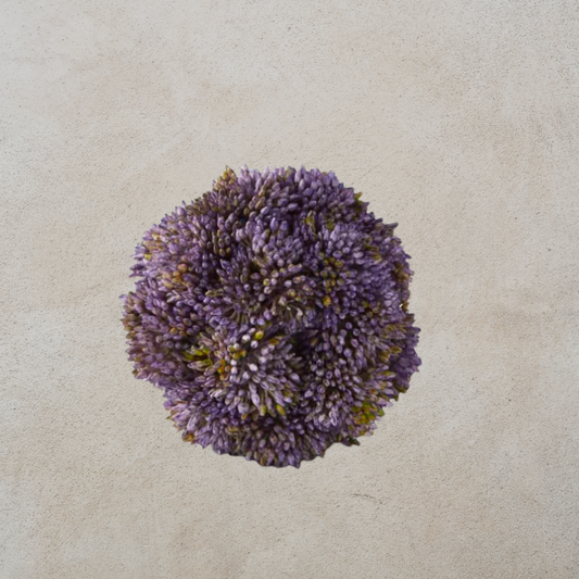 Sedum Ball