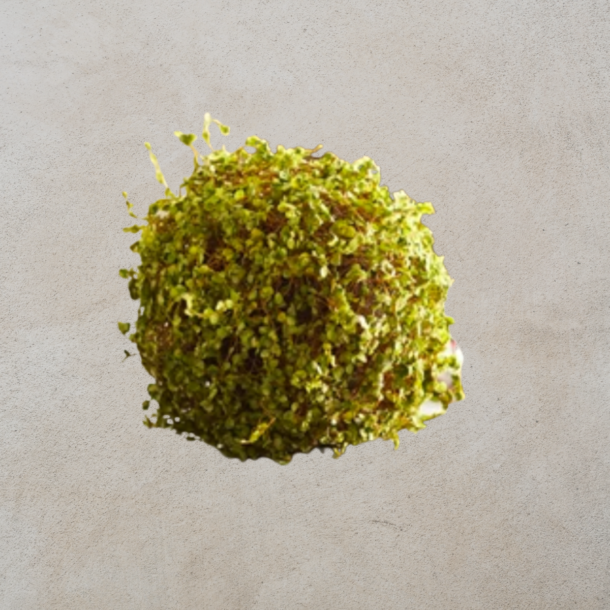 Moss Orb