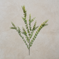Knife Blade Eucalyptus Spray