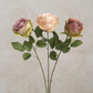 Antique Garden Rose Stem