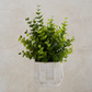 Eucalyptus in Cement Pot