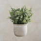 Eucalyptus in Matte Pot