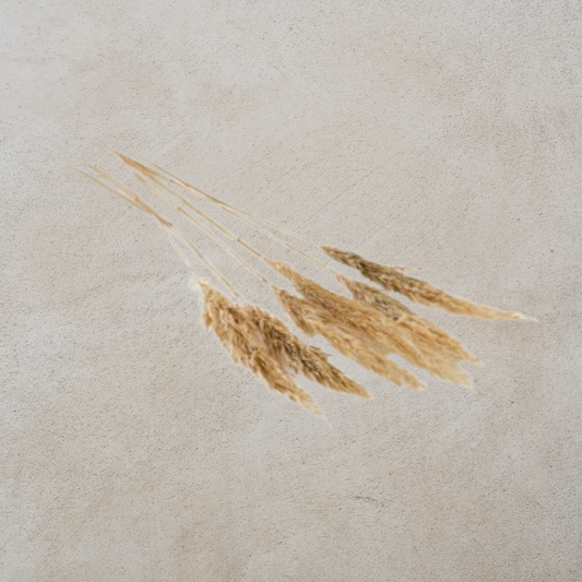 Dried Pampas Grass