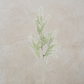 Asparagus Fern Stem