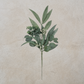 California Eucalyptus Pick