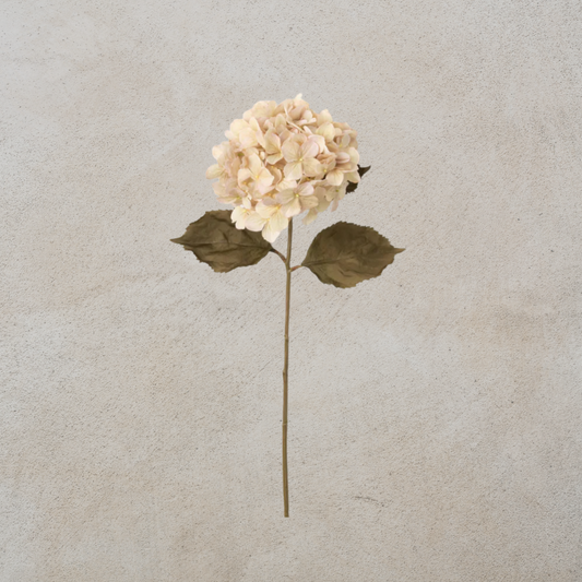 Cream Hydrangea Stem