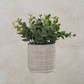 Eucalyptus in Cement Pot