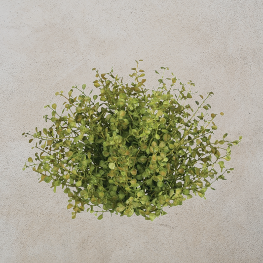 Baby Grass Half Orb