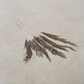 Dried Pampas Grass