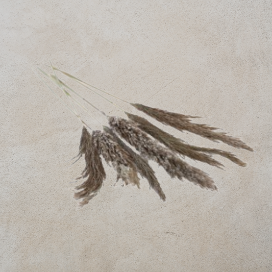 Dried Pampas Grass