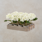 Potted White Hydrangeas