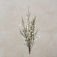 Leptospermum Bundle
