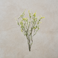 Boxwood Spray