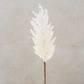 Pampas Grass Stem