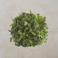 Boxwood Ball