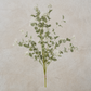 Seeded Eucalyptus Bundle