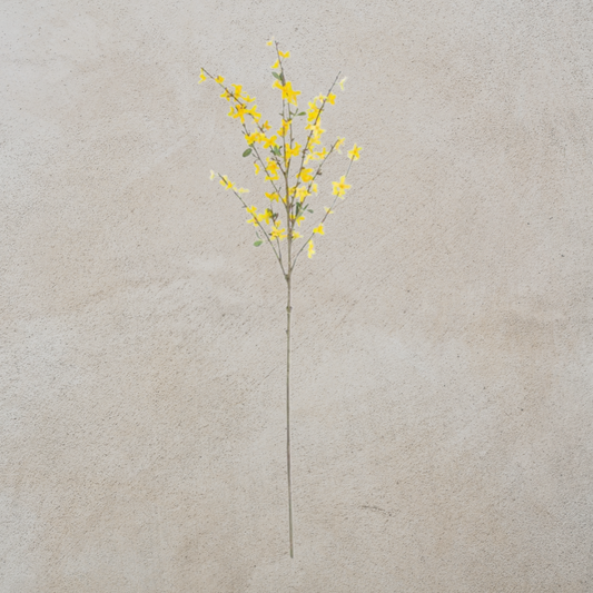 Forsythia Stem