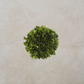 Preserved Boxwood Mini Ball