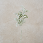 Lambs Ear Stem