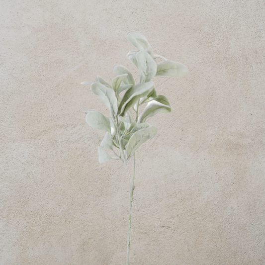 Lambs Ear Stem