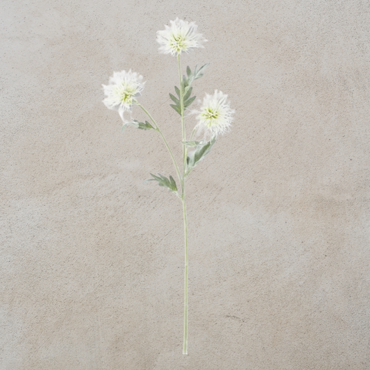 White Cactus Dahlia