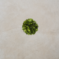 Preserved Boxwood Mini Ball