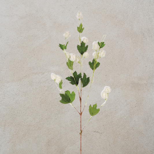 Cream Hops Stem